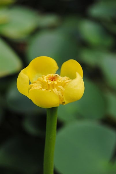 Nuphar lutea, Gelbe Teichrose, ca. 11x11 cm Topf