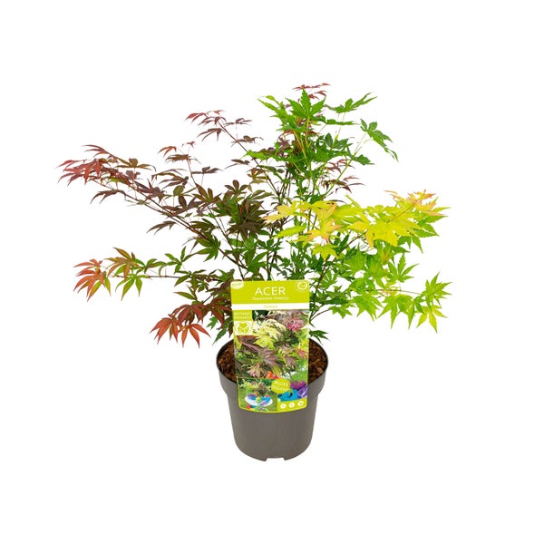 Bloomique - Acer Palmatum 'Festival' - Japanischer Ahorn - 3 farbige Blätter in 1 Pflanze - Gartenpflanzen - Winterhart - ⌀19 cm - 60-70 cm