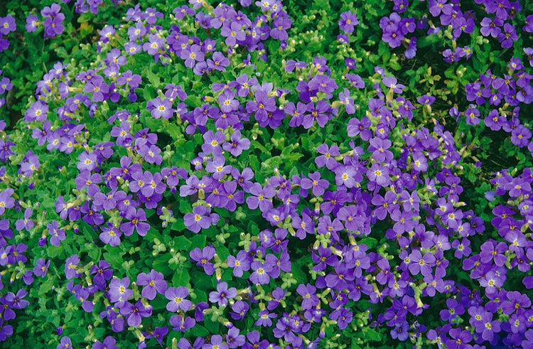 Aubrieta x cult. 'Blaumeise', Blaukissen, blau, ca. 9x9 cm Topf