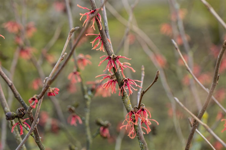 Hamamelis intermedia 'Ruby Glow', Zaubernuss, rot, 60–80 cm