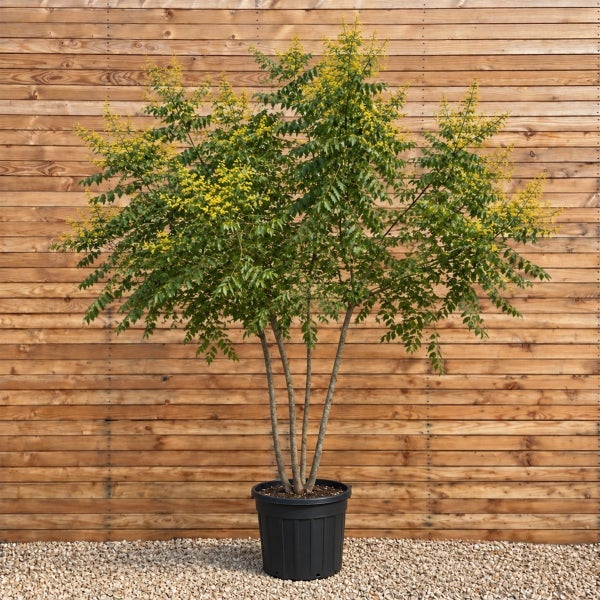 Blühender Koelreuteria paniculata Blasenbaum im Kunststofftopf vor einer Holzwand