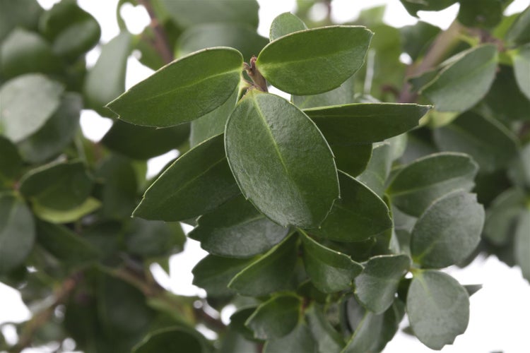 Ilex crenata 'Mariesii', Japanische Stechpalme, immergrün, 40–50 cm