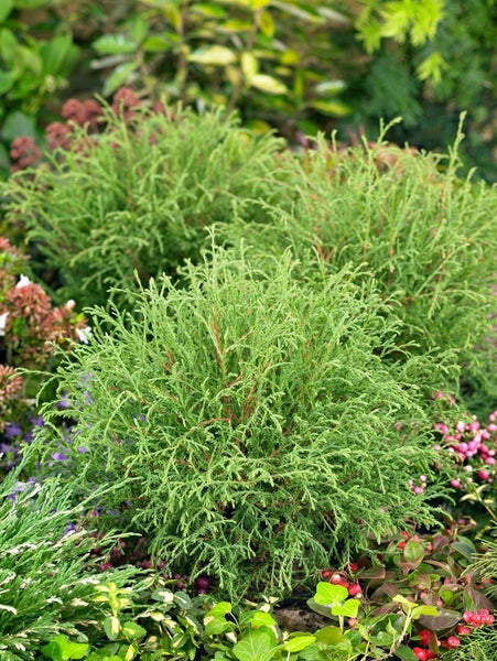 Thuja occidentalis 'Mr.Bowling Ball', kugelförmig, 15–20 cm