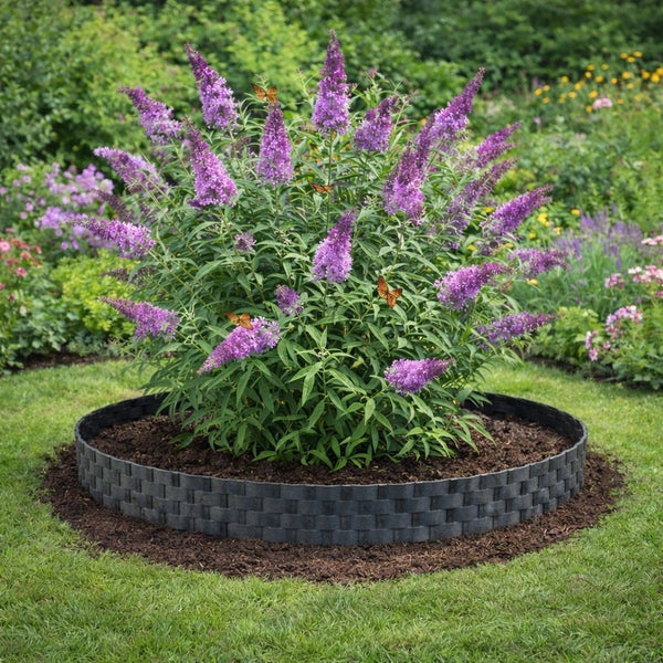 Blühender Schmetterlingsflieder mit Beetumrandung im Garten