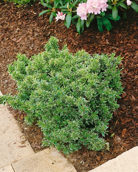 Euonymus japonicus 'Microphyllus Green', Spindelstrauch, ca. 9x9 cm Topf