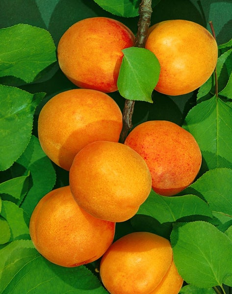 Prunus armeniaca 'Ungarische Beste', Aprikose, 150–200 cm
