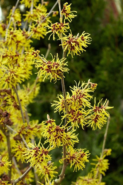 Hamamelis intermedia 'Westerstede', Zaubernuss, gelb, 60–80 cm