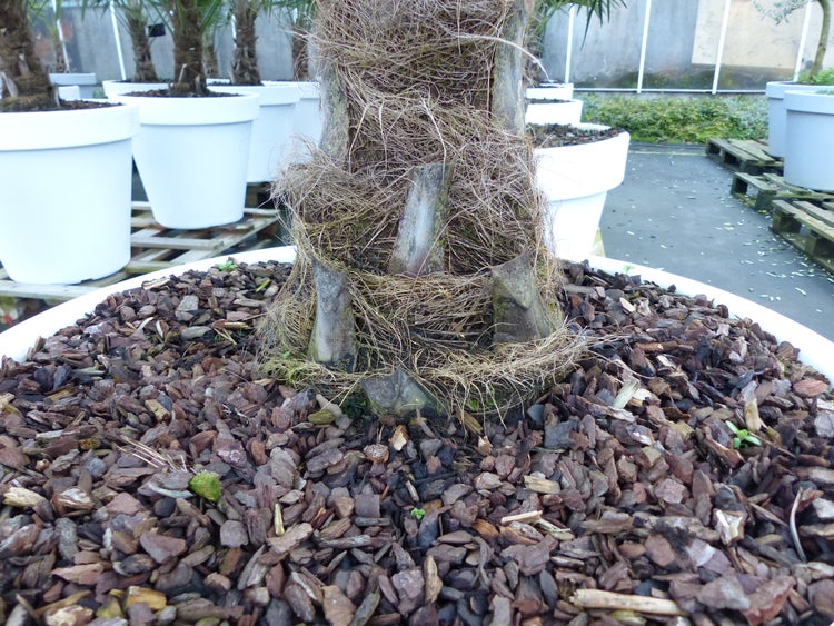 XXL Palme winterhart inkl. Pflanzkübel weiß, 160 - 190 cm Trachycarpus fortunei, Hanfpalme, Top-Qualität