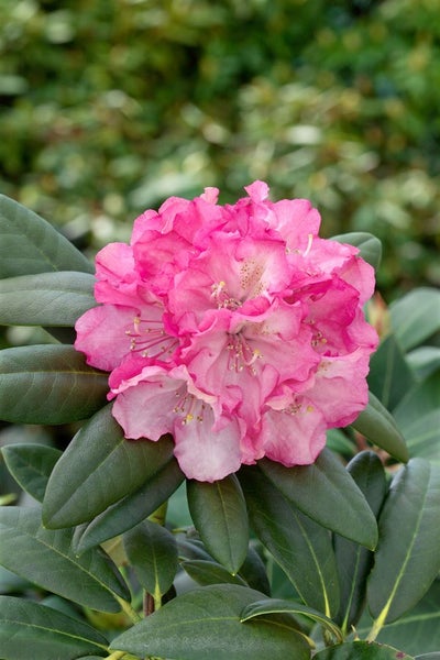Rhododendron yakushimanum 'Polaris', rosa Blüten, 30–40 cm