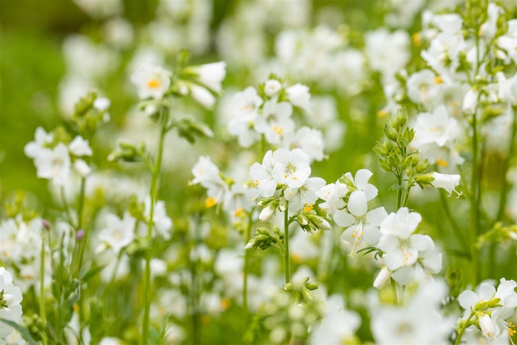 Nahaufnahme eines Feldes mit blühenden Acker-Glockenblumen.