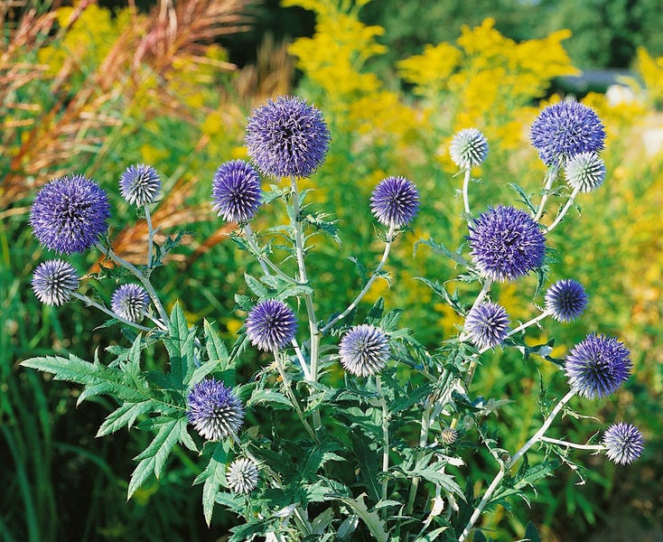 Echinops ritro 'Veitchs Blue', Kugeldistel, stahlblau, ca. 9x9 cm Topf