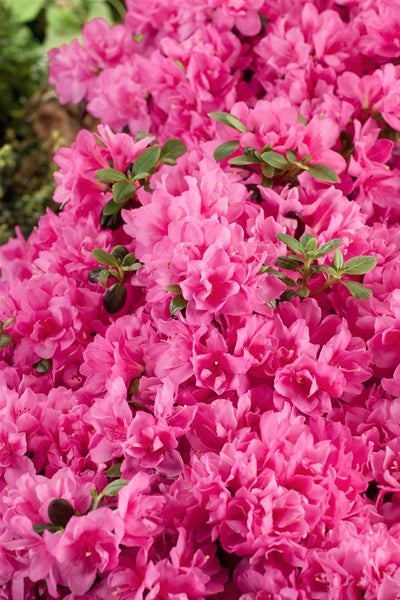 Rhododendron obtusum 'Rokoko', Azalee, rosa Blüten, 25–30 cm