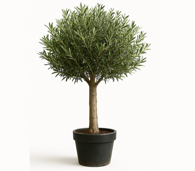 Reihe von Olivenbäumen in Töpfen für den Garten