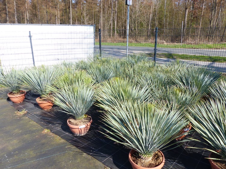 Zahlreiche Yucca-Pflanzen in braunen Töpfen in einem Garten-Center auf schwarzem Bodengewebe vor Zäunen und einem Waldhintergrund.