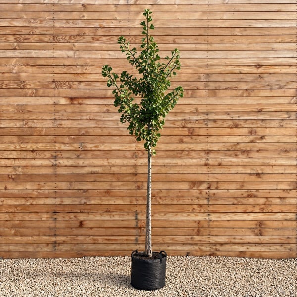 Ginkgo biloba als Hochstamm im Container