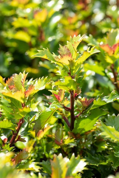 Nahaufnahme von Heckenpflanzen mit gezackten Blättern für den Garten