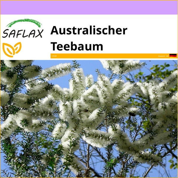 SAFLAX  - Australischer Teebaum - Melaleuca alternifolia - 400 Samen