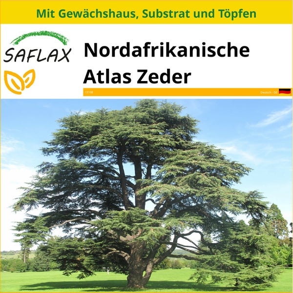 SAFLAX Anzucht Set - Nordafrikanische Atlas Zeder - Cedrus atlantica - 20 Samen - Mit Mini-Gewächshaus, Anzuchtsubstrat und 2 Töpfen