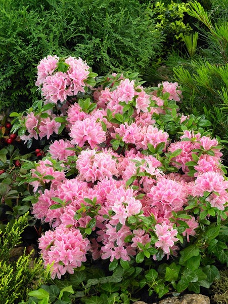 Üppige Rhododendronpflanze mit rosa Blüten in einem Garten.