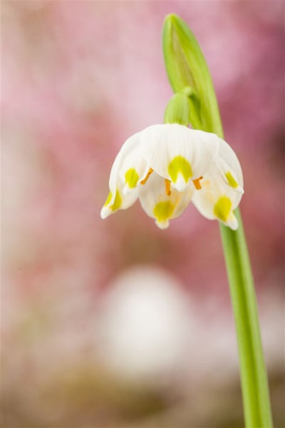 Leucojum vernum, Märzenbecher, weiß, ca. 9x9 cm Topf