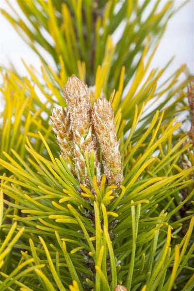 Nahaufnahme von Kiefernzweigen mit Knospen