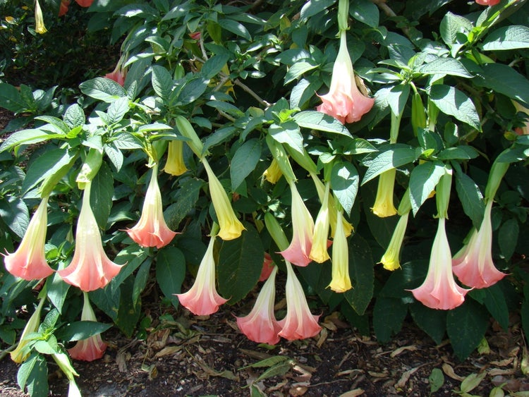 SAFLAX Garden to go - Engelstrompete / Pink - Brugmansia suaveolens Pink - 10 Samen - Mit Topf, Klima - Deckel und Anzuchtsubstrat