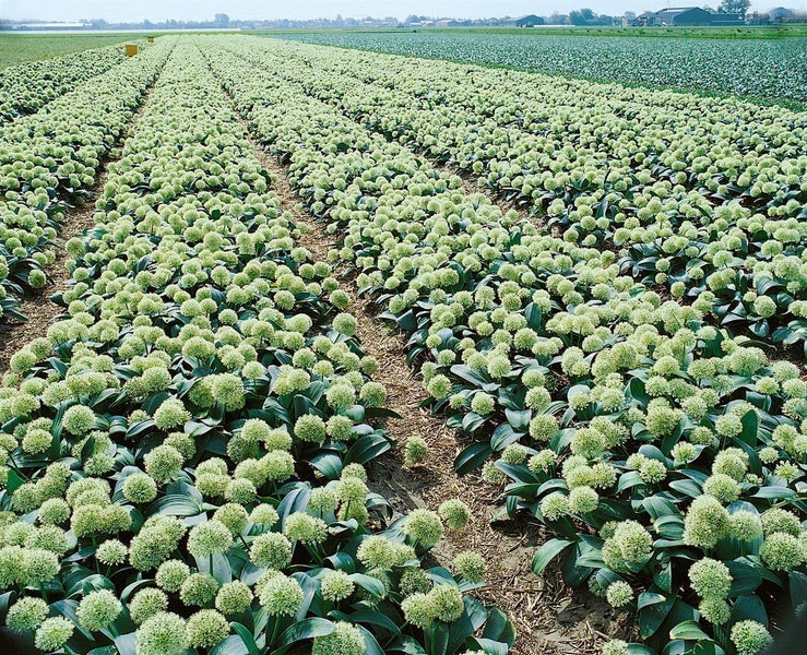 Ein weites Feld mit weißen Allium-Zierlauchen, die in ordentlichen Reihen auf einer landwirtschaftlichen Fläche wachsen.
