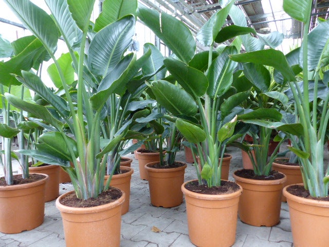 Strelitzia Zimmerpflanzen mit großen grünen Blättern in terracottafarbenen Kunststofftöpfen in einem hellen, organisierten Gewächshaus.