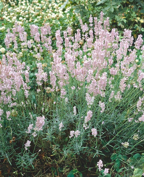 Lavandula angustifolia 'Hidcote Pink', Lavendel, rosa, ca. 9x9 cm Topf