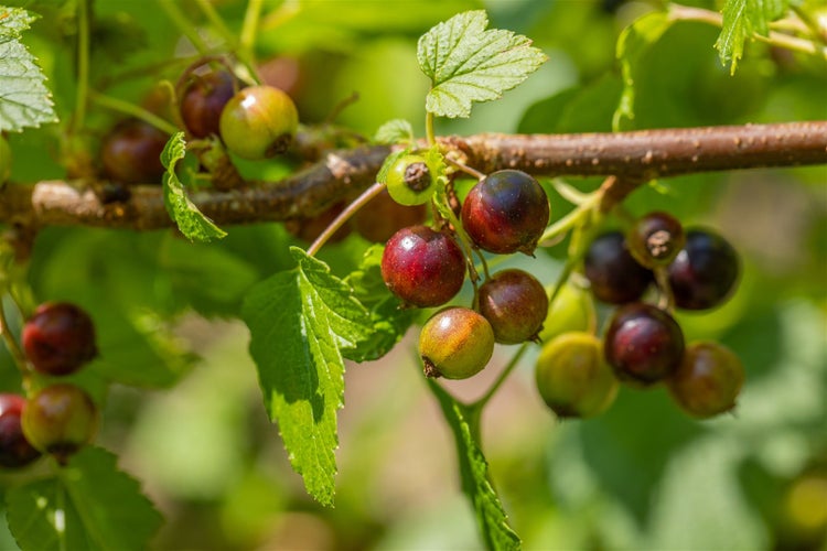 Ribes nigrum 'Ben Sarek', Schwarze Johannisbeere, 40–60 cm