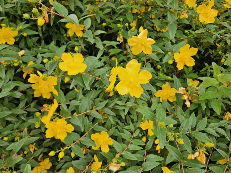 Johanniskraut Hypericum mit gelben Blüten und grünen Blättern.