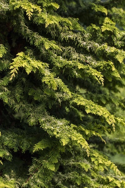Chamaecyparis obtusa 'Fernspray Gold', Hinoki-Scheinzypresse, 20–25 cm