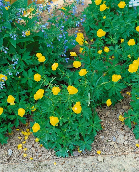 Trollius x cult.'Lemon Queen', Trollblume, zitronengelb, ca. 11x11 cm Topf