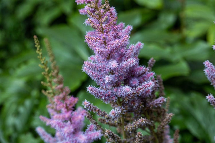 Astilbe chinensis var. pumila, Zwerg-Prachtspiere, rosa, ca. 9x9 cm Topf