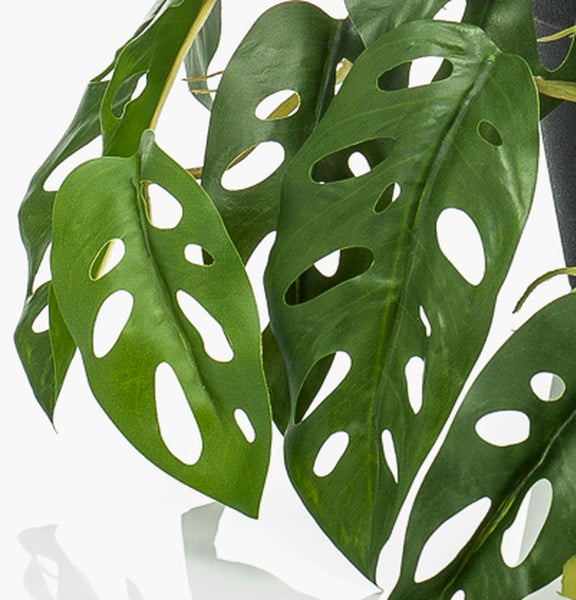 Nahaufnahme der grünen gelochten Blätter einer Monstera adansonii Monkey Mask Zimmerpflanze.
