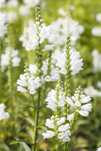 Physostegia virginiana 'Summer Snow', weiß, ca. 9x9 cm Topf