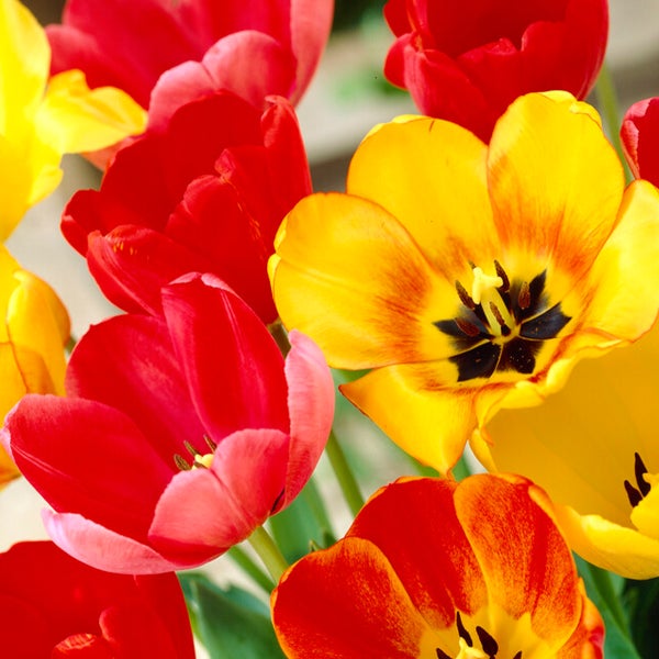Bloomique - 20er-Mix - Tulipa Darwin Hybrid Mix - Tulpenzwiebeln - Farbmischung - Blumenzwiebeln - Frühlingsblüte - mehrjährige Pflanzen - wird bis zu 55-60 cm groß