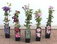 Clematis viticella 'Rubra', Italienische Waldrebe, rot, 40–60 cm