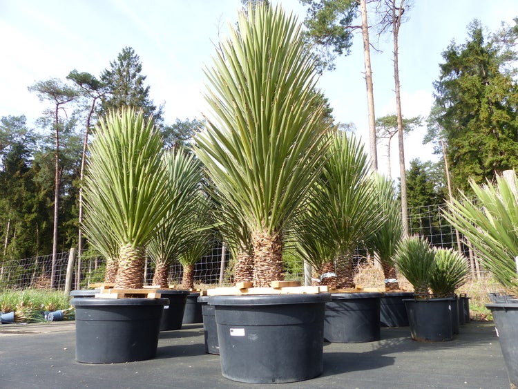 XXL Yucca Palme Filifera, 180 cm - 200, Stamm 40 - 50 cm, winterhart -13 Grad