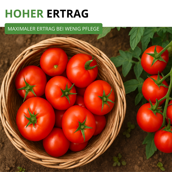 Ein Weidenkorb mit reifen Tomaten neben einer Tomatenpflanze. Der Text weist auf einen hohen Ertrag bei geringer Pflege hin.