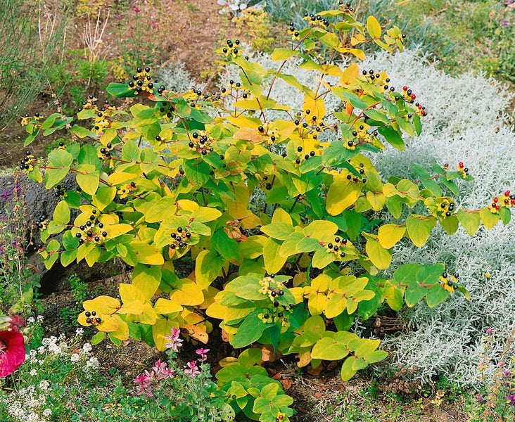 Hypericum androsaemum, Johanniskraut, gelbe Blüten, ca. 9x9 cm Topf