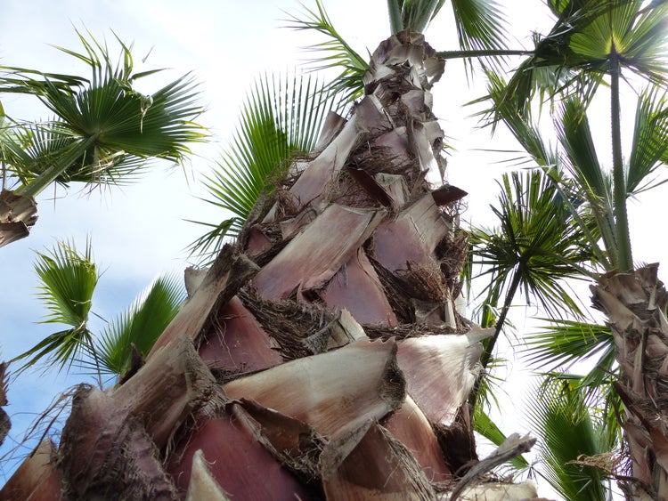 XXL Washingtonia Robusta Premium 340-400 cm, XXL Stamm 165-180 cm Petticoat Palme