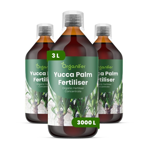 Drei Flaschen Organifer Yucca-Palmen-Dünger, organisches Düngerkonzentrat, insgesamt drei Liter für dreitausend Liter Gießwasser.