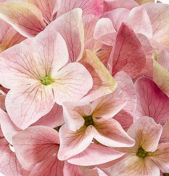 Nahaufnahme von rosa Hortensienblüten mit feiner Maserung der Blütenblätter.