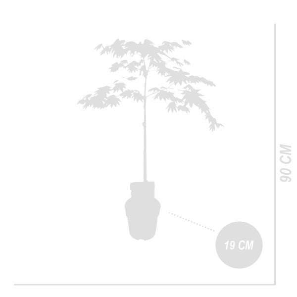 Bloomique - Acer Shirasawanum Moonrise - Japanischer Ahorn auf Stamm - Gartenpflanzen - Baum - Winterhart - 80-100 cm Hoch - Topf 19 cm