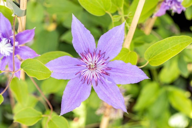 Clematis Hybride 'Diamantina', Klematis, gefüllt, 60–100 cm