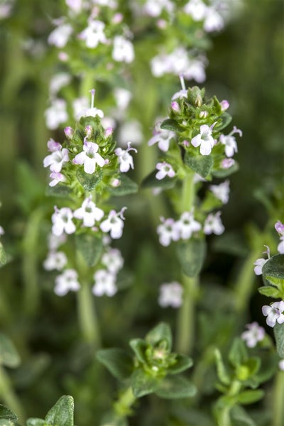 Thymus serpyllum var.albus, Sand-Thymian, weiß, ca. 9x9 cm Topf