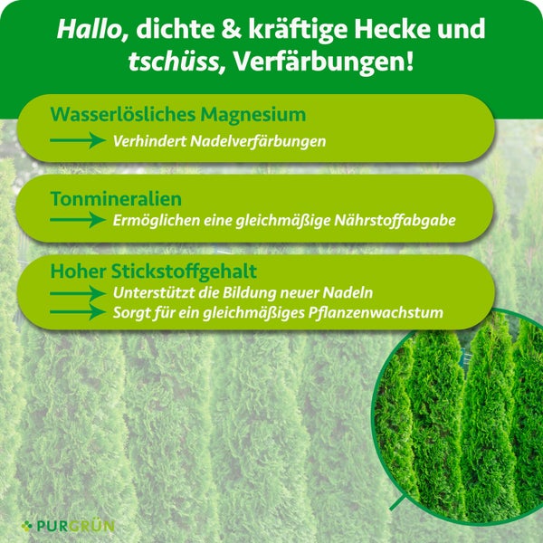 Infografik für Heckendünger mit Magnesium gegen Verfärbungen, Tonmineralien für Nährstoffe und Stickstoff für Wachstum. Purgrün Logo.