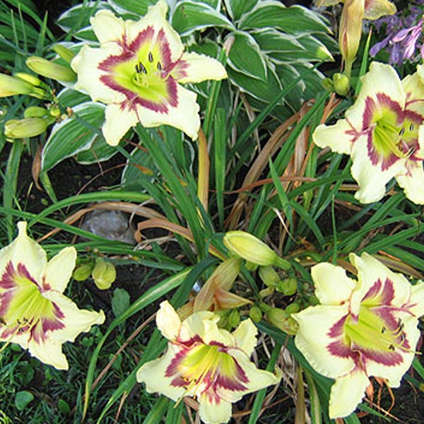 Nahaufnahme von Taglilienblüten im Gartenbeet