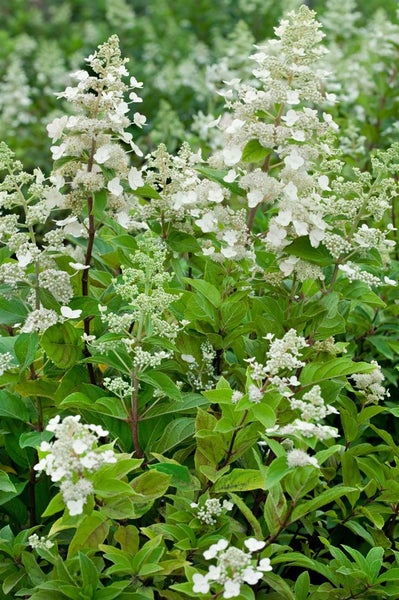 Hydrangea paniculata 'Butterfly', Rispenhortensie, cremeweiß, 40–60 cm